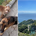 A Ravello smarriti Layla e Orso, proprietario chiede aiuto sui social 