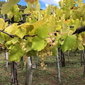 In Costiera Amalfitana nasce Vi.B.Ri.S. per favorire una viticoltura che tuteli e valorizzi la biodiversità locale 