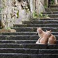 Ravello, contenimento colonia felina. Da Comune: «Interventi sterilizzazione hanno interessato oltre 50 animali»