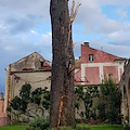 Ravello, fulmine colpisce pino secolare al Belvedere. Sarà abbattuto [FOTO]