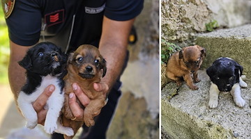 Abbandono di animali: incastrato dalle telecamere un uomo di Ravello 