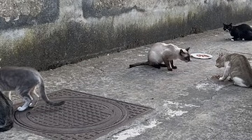 Riprese le sterilizzazioni di gatti, l’appello di ENPA Costa d'Amalfi: «Necessario nominare tutori per le colonie feline»