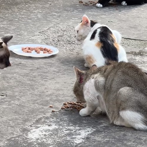 Gatti randagi a Ravello<br />&copy; Andrea Gallucci